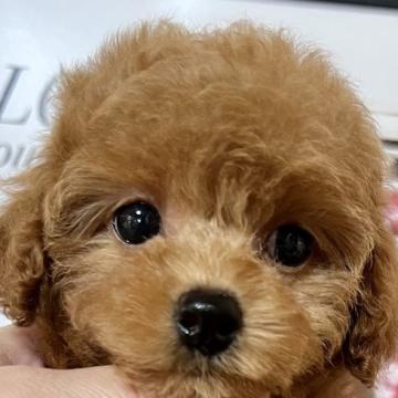トイプードル(タイニー)【岡山県・女の子・2022年8月18日・レッド】の写真「スタイルが良くマズルも短い子です」