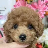 タイニープードル【岡山県・女の子・2022年9月22日・レッド】の写真1