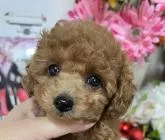 タイニープードル【岡山県・女の子・2022年9月22日・レッド】の写真2