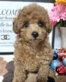 タイニープードル【岡山県・女の子・2022年9月22日・レッド】の写真4