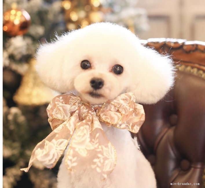 ティーカッププードル【・男の子・2019年4月6日・ホワイト】