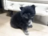 ポメラニアン【香川県・女の子・2025年9月26日・ブラック】の写真10