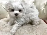 マルチーズ【香川県・男の子・2025年3月24日・ホワイト】の写真10