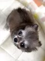 チワワ(ロング)【香川県・女の子・2025年6月13日・レッド】の写真10