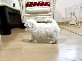 マルチーズ【香川県・女の子・2025年9月13日・ホワイト】の写真15