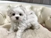 マルチーズ【香川県・男の子・2025年3月24日・ホワイト】の写真11