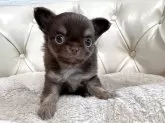 チワワ(ロング)【香川県・男の子・2025年5月6日・チョコクリーム】の写真12