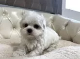 マルチーズ【香川県・女の子・2025年10月8日・ホワイト】の写真13