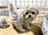 チワプー(チワワ×トイプードル)【香川県・女の子・2025年7月23日・クリーム】の写真15