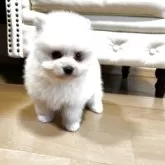 ポメラニアン【香川県・男の子・2026年1月3日・クリーム】の写真15
