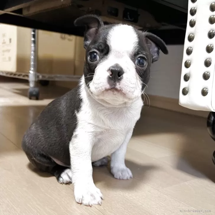 ボストンテリア【香川県・男の子・2025年10月29日・ボストンカラー】の写真1