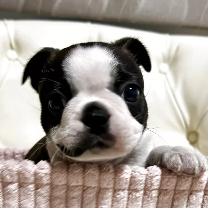 ボストンテリア【香川県・女の子・2025年10月2日・ボストンカラー】の写真1