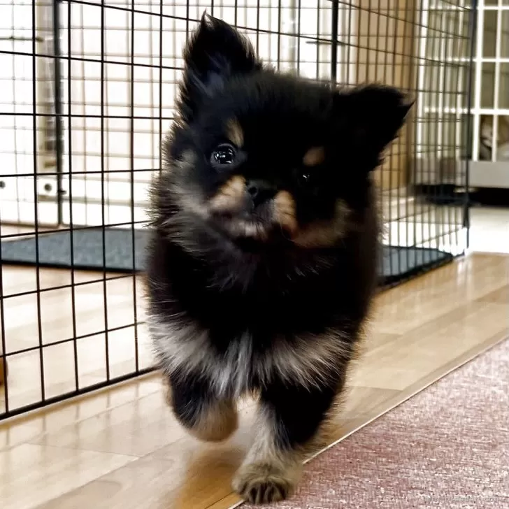 ID:2504-02863の子犬