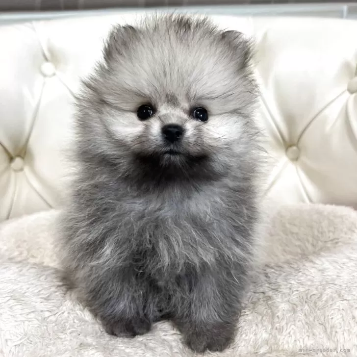 ID：2508-02635の子犬