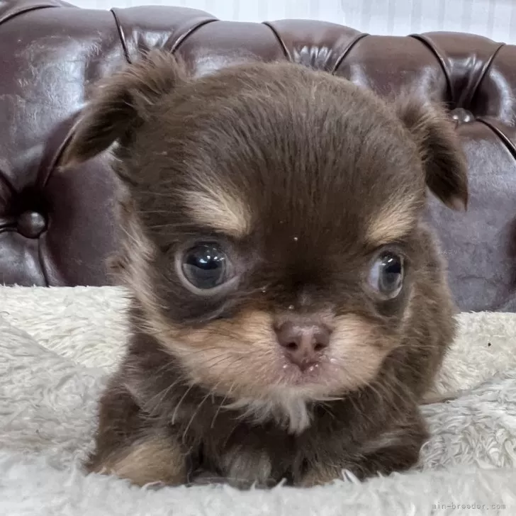 ID:2501-05063の子犬