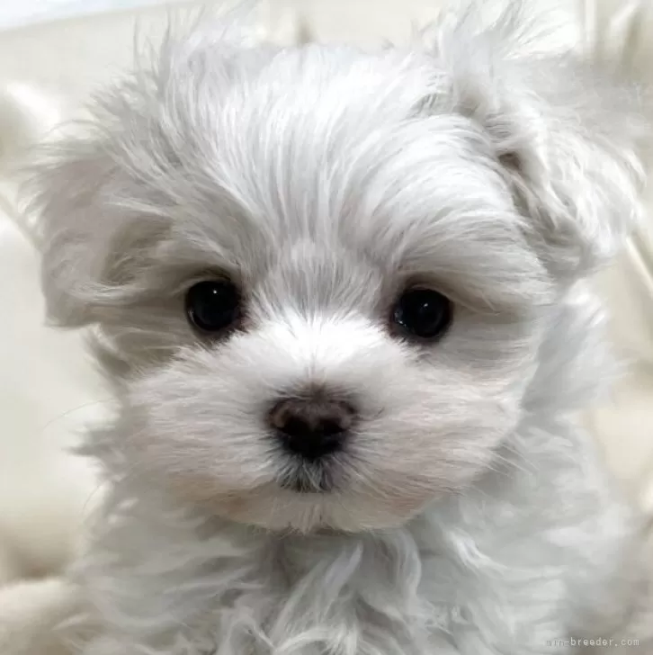 ID:2505-01196の子犬