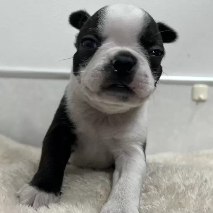 ID：2503-02071の子犬