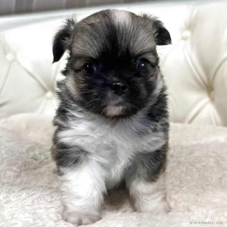 ID：2509-02668の子犬