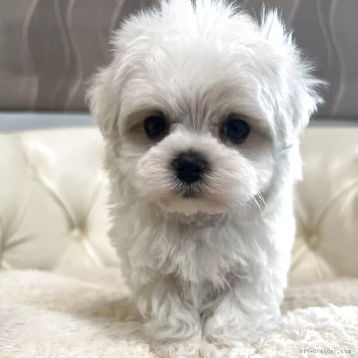 マルチーズ【香川県・女の子・2025年10月8日・ホワイト】の写真1