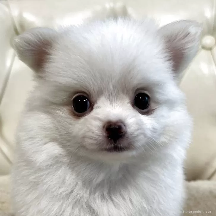 ID:2507-03015の子犬