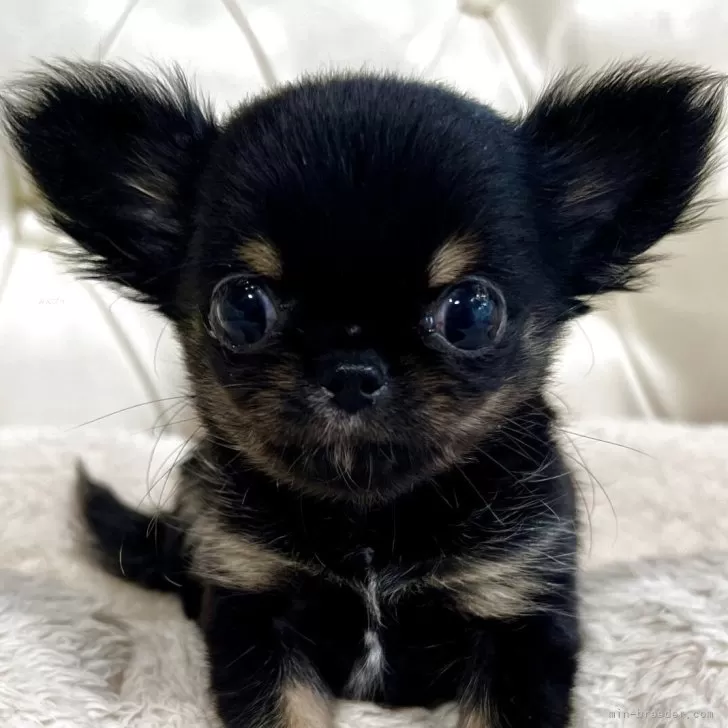 E.N 様のお迎えした子犬