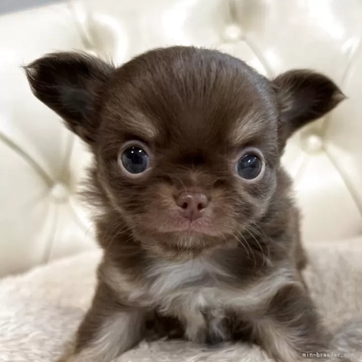ID:2506-03833の子犬