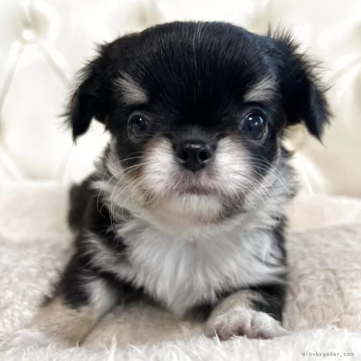 まるこ 様のお迎えした子犬