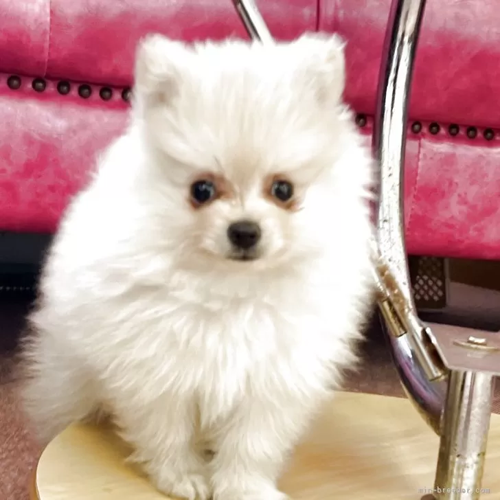 ID：2507-02931の子犬