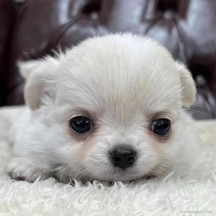 ID：2412-07584の子犬