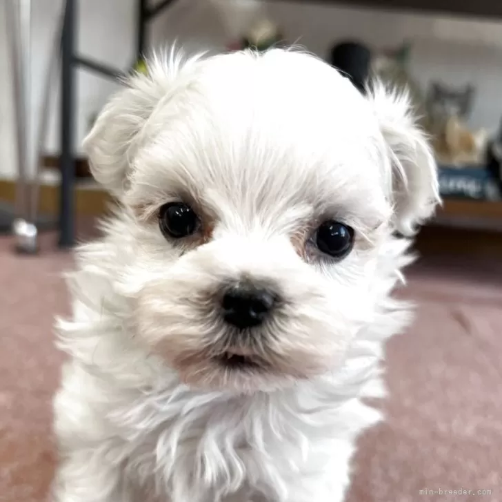 ID：2507-01818の子犬
