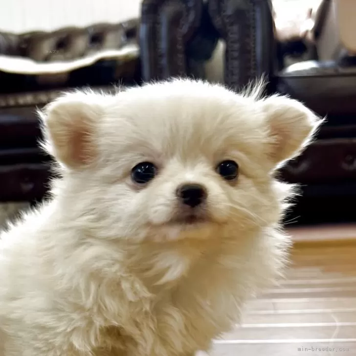 ID：2507-05325の子犬