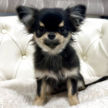 チワワ(ロング)【香川県・女の子・2025年6月13日・ブラッククリーム】の写真「可愛い女の子」