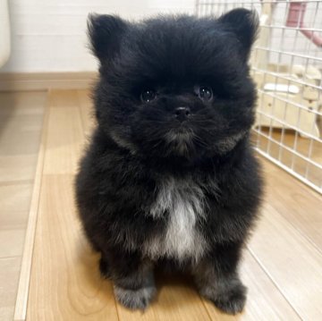 ポメラニアン【香川県・女の子・2025年9月26日・ブラック】の写真「可愛い女の子」