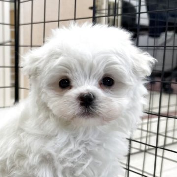 マルチーズ【香川県・男の子・2025年10月30日・ホワイト】の写真「12月27日土曜日で一旦募集をストップします」