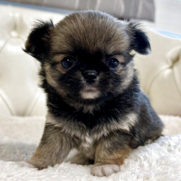 チワワ(ロング)【香川県・女の子・2025年10月11日・レッド】の写真「可愛い女の子」