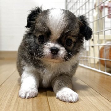 チワワ(ロング)【香川県・女の子・2025年10月8日・レッドホワイト】の写真「可愛い女の子」