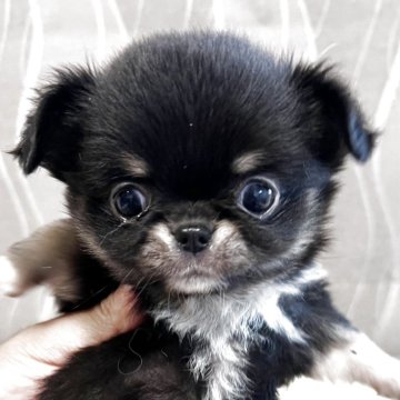 チワワ(ロング)【香川県・女の子・2025年10月11日・ブラッククリーム】の写真「可愛い女の子」