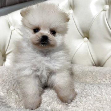 ポメラニアン【香川県・女の子・2025年10月31日・クリーム】の写真「可愛い女の子」