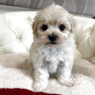 マルプー(マルチーズ×トイプードル)【香川県・女の子・2025年11月8日・クリーム】の写真「可愛い女の子」