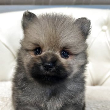 ポメラニアン【香川県・男の子・2025年10月25日・クリームセーブル】の写真「可愛い男の子」