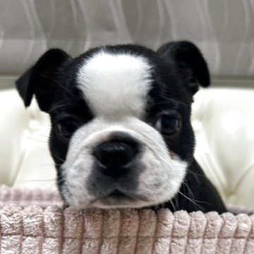 ボストンテリア【香川県・女の子・2025年9月26日・ボストンカラー】の写真「可愛い女の子」