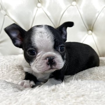 ボストンテリア【香川県・男の子・2025年10月29日・ボストンカラー】の写真「12月27日土曜日で一旦募集をストップします」