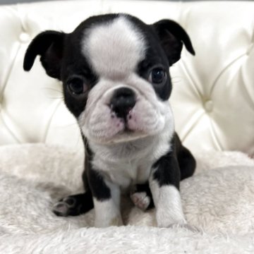 ボストンテリア【香川県・女の子・2025年10月29日・ボストンカラー】の写真「可愛い女の子」