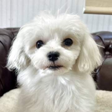 マルチーズ【香川県・女の子・2025年1月8日・ホワイト】の写真「可愛い女の子！」