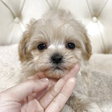 マルプー(マルチーズ×トイプードル)【香川県・女の子・2025年10月18日・クリーム】の写真「可愛い女の子」