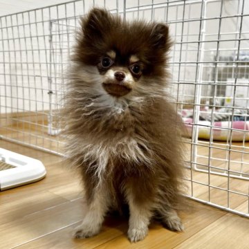 ポメラニアン【香川県・女の子・2025年8月18日・チョコタン】の写真「可愛い女の子」