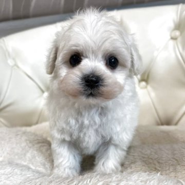 マルプー(マルチーズ×トイプードル)【香川県・女の子・2025年11月8日・クリーム】の写真「可愛い女の子」