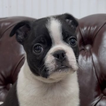 ボストンテリア【香川県・男の子・2024年11月25日・ボストンカラー】の写真「可愛い男の子」