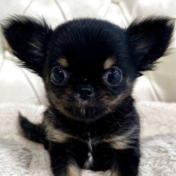 チワワ(ロング)【香川県・男の子・2025年3月6日・ブラッククリーム】の写真「可愛い男の子」
