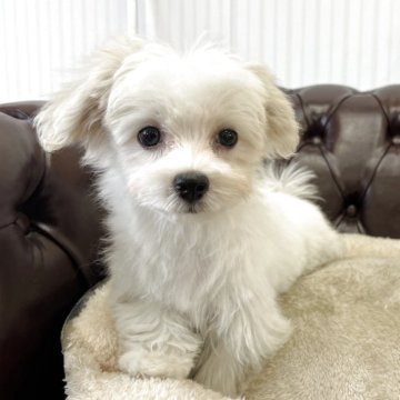マルチーズ【香川県・女の子・2025年3月31日・ホワイト】の写真「可愛い女の子！」